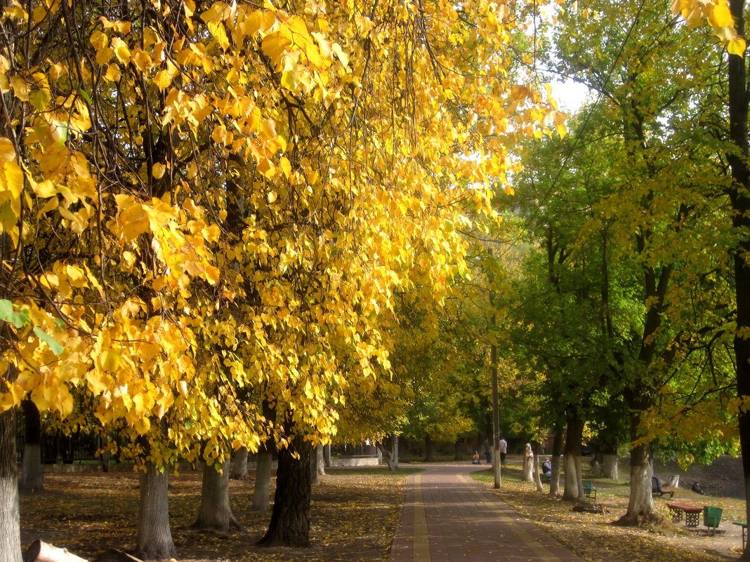 Золотая осень пришла в мой город - Елена Семигина