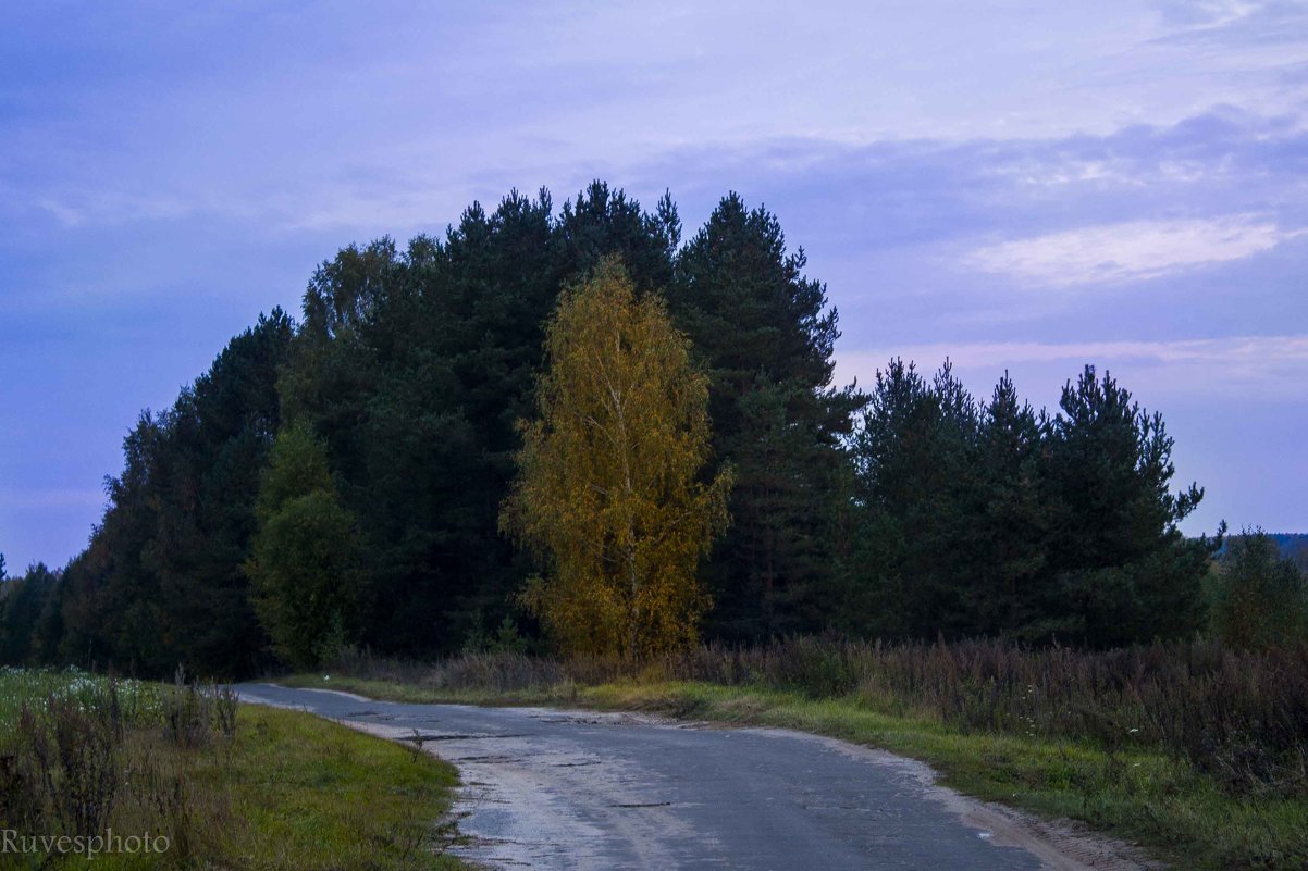 Берёза у дороги - Руслан Веселов