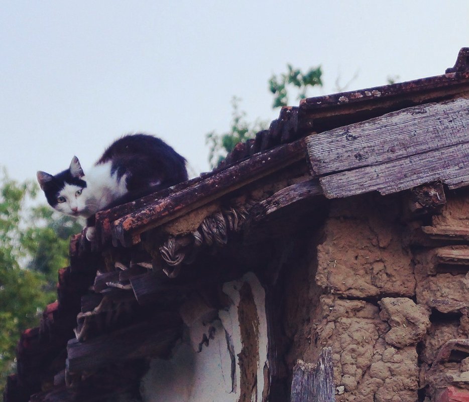 Кот на крыше - Оксана #