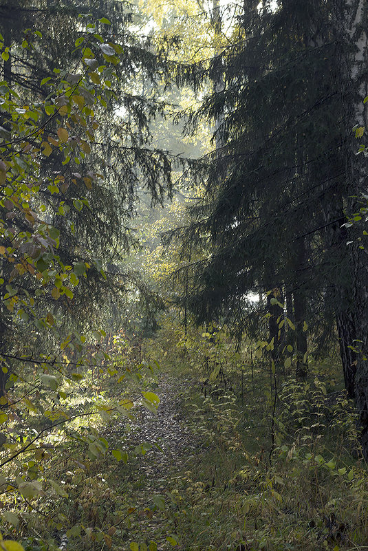 Потаенный лес 2 - Евгений Ярдов