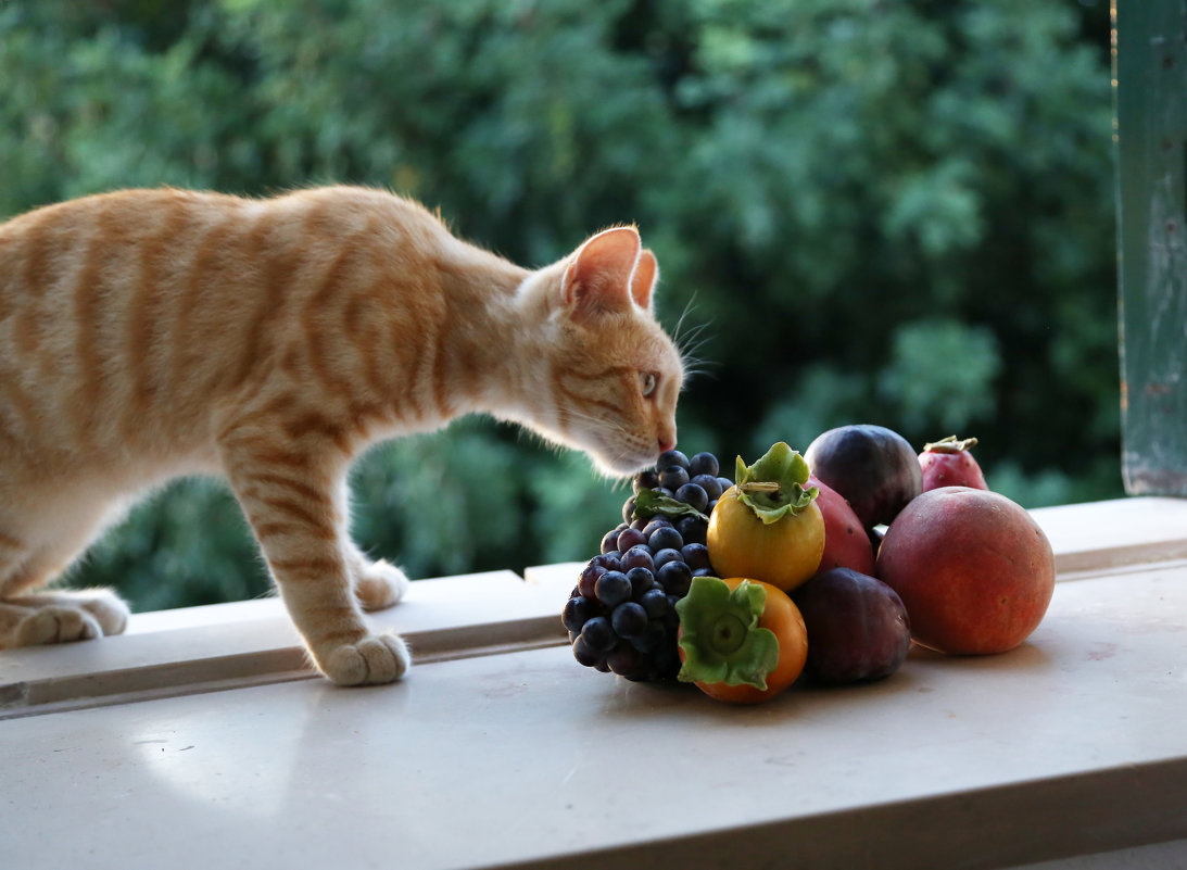 Кот и фрукты_2 - Larisa Ulanova