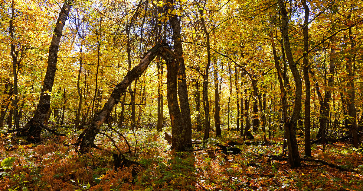 Лекс - Игорь Александрович Оренбург