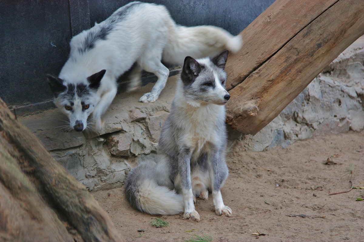 9426 - Аркадий Лаптенко