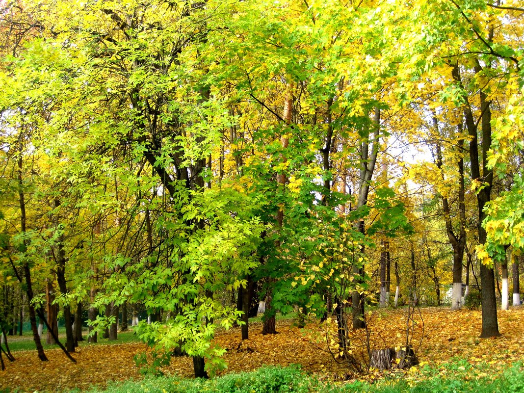 В городском парке осенью - Елена Семигина