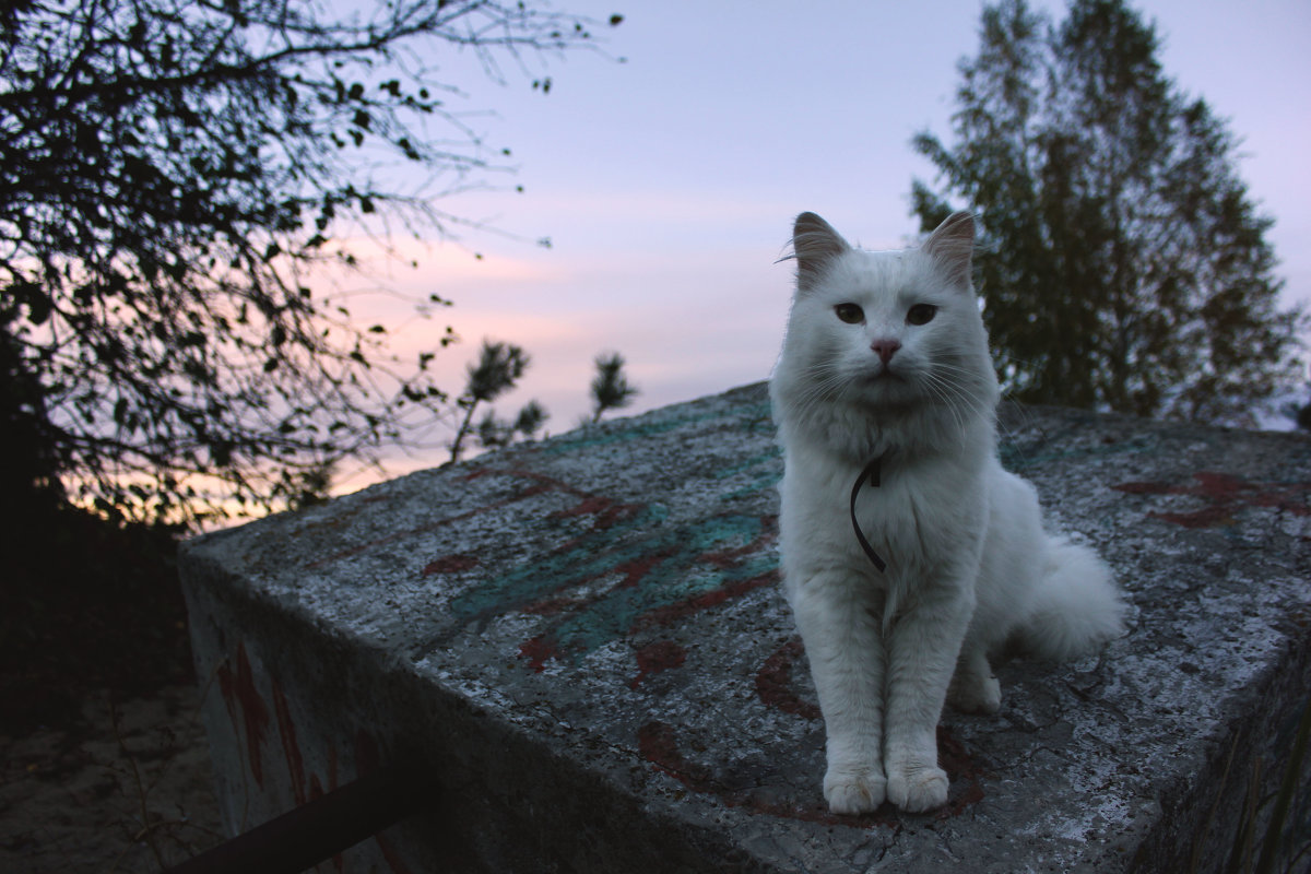 кот и закат - Анастасия Гуляева