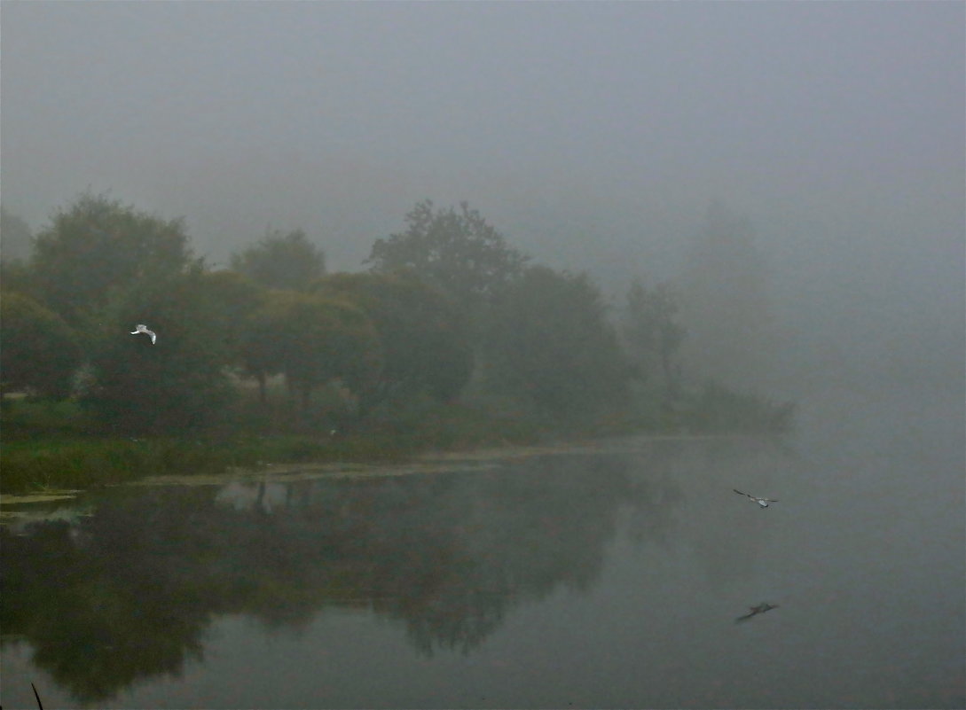туман с птицами - Елена 