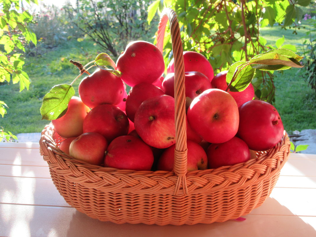 Яблочки - Mariya laimite