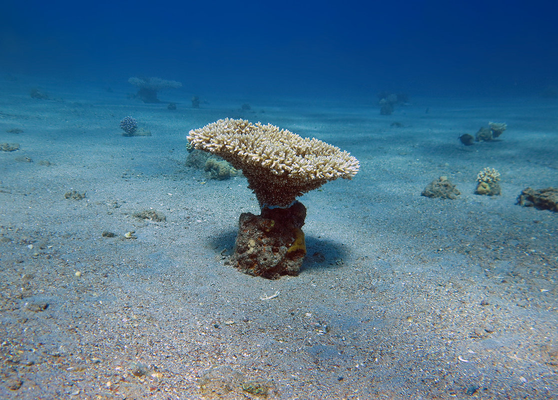 А потом это будет коралловый остров - Boris Khershberg