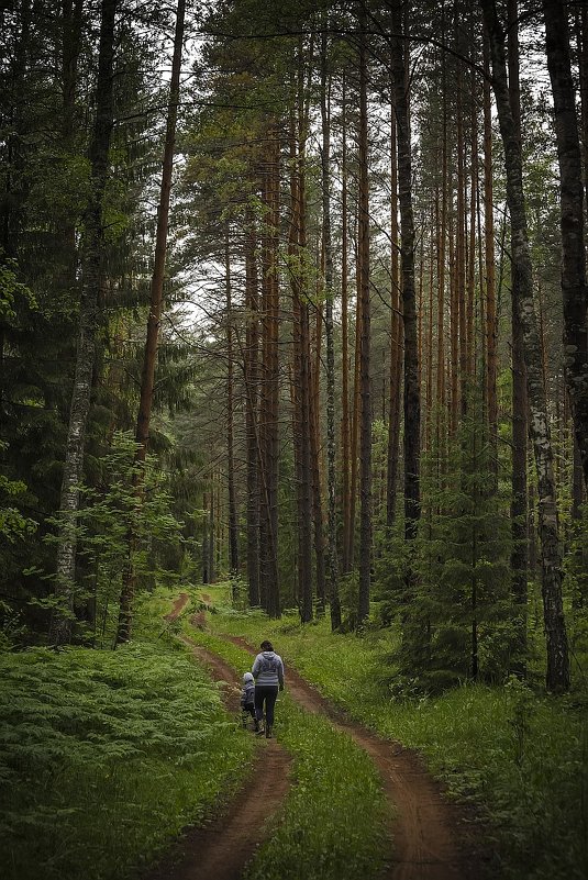 лес - Андрей Иванов