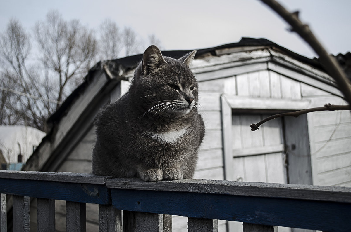 Котэ - Андрей Калюжнов