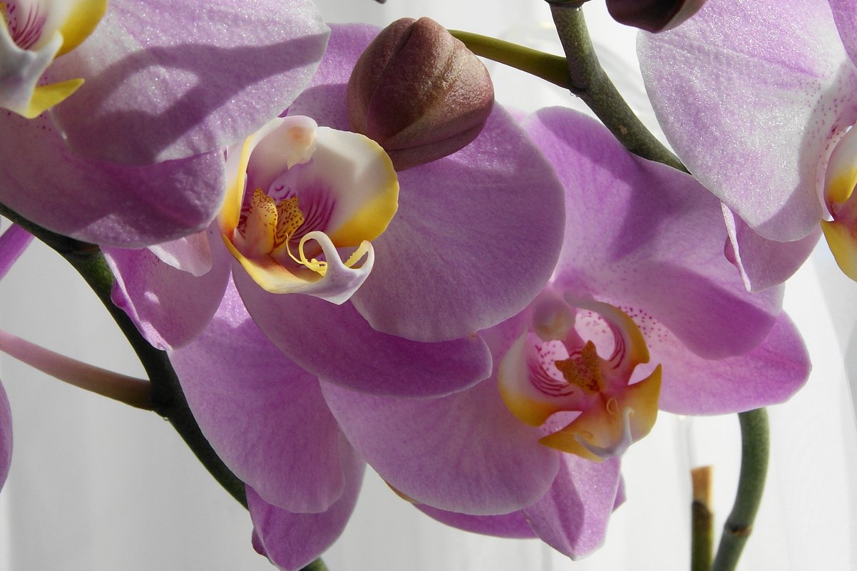 Снова зацвела орхидея - nika555nika Ирина