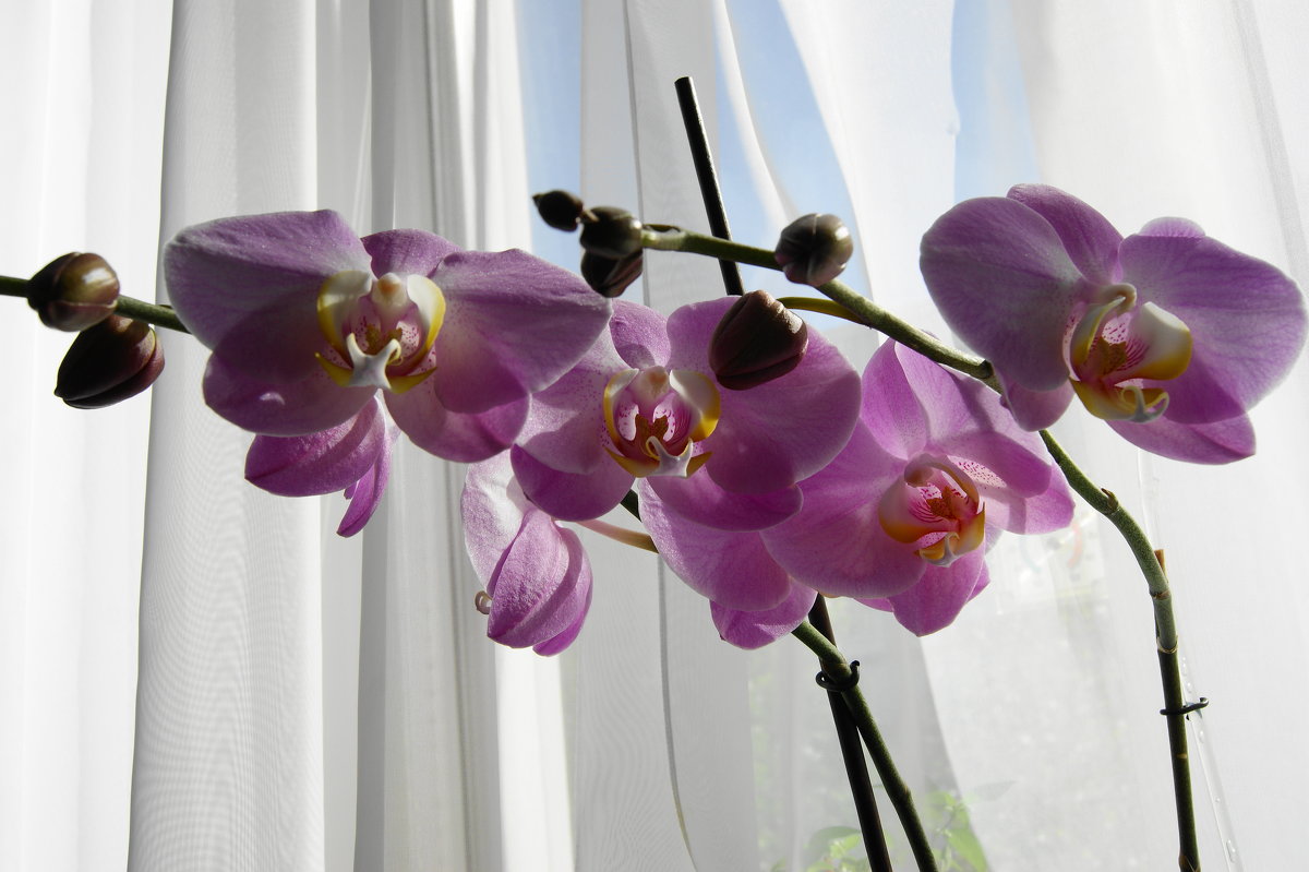 Орхидея на моём окне - nika555nika Ирина