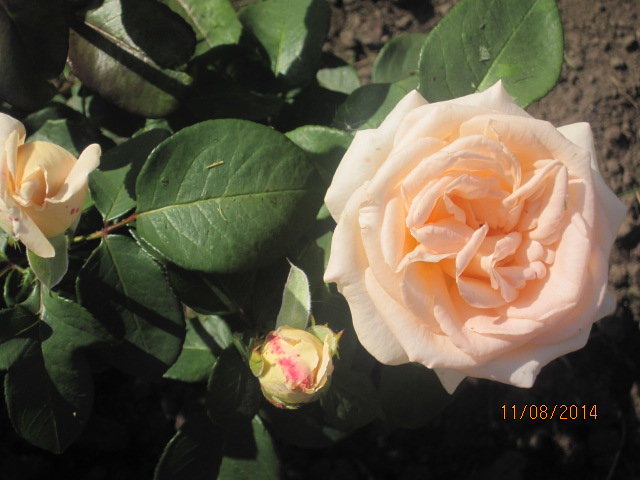 Мой сад - Роза Крем Брюле - Tatyana Kuchina