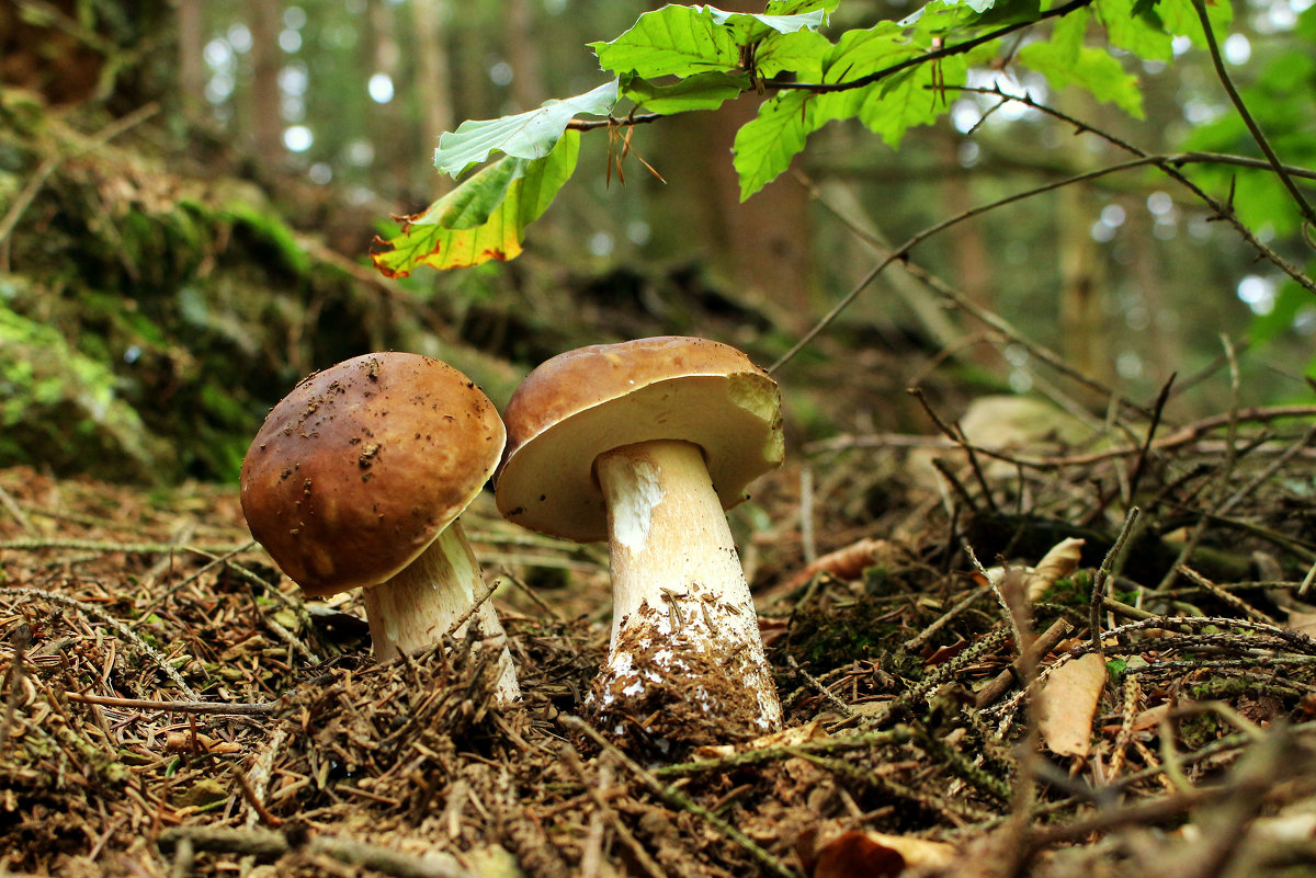день грибов 15 октября картинки