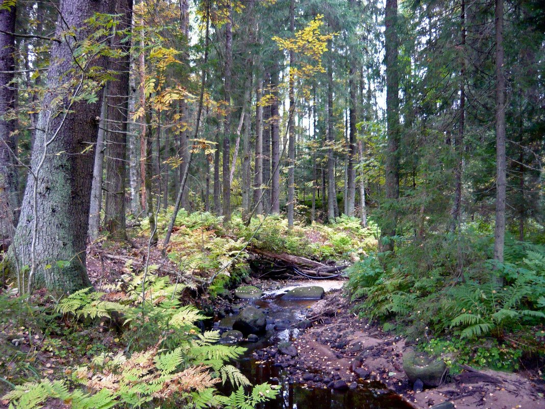 Ручей в лесу - Вера Щукина