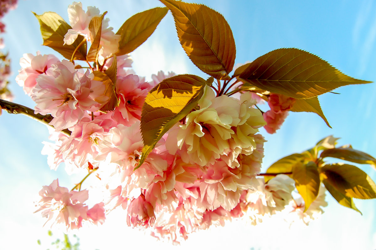 Cherry blossom - Asinka Photography