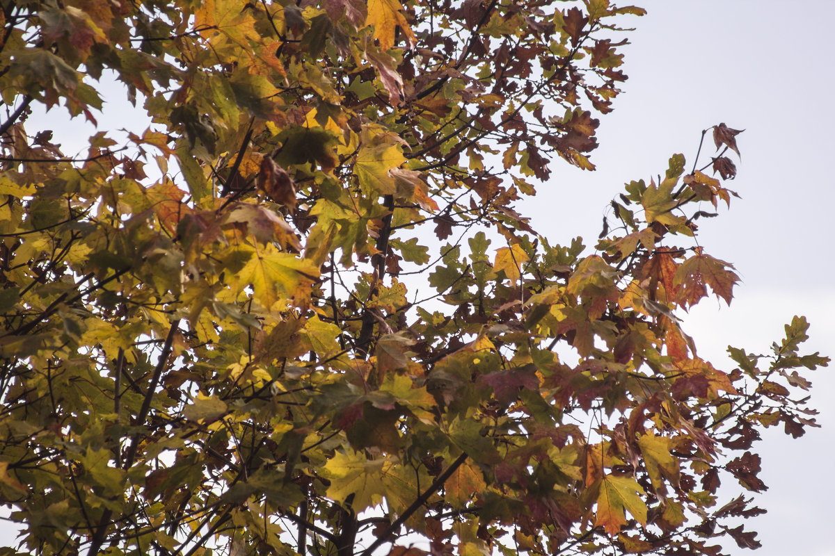 Осенняя листва - Aнна Зарубина