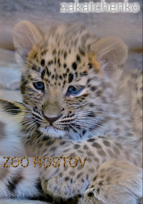 котенок дальневосточного леопарда - Алёна Закатченко