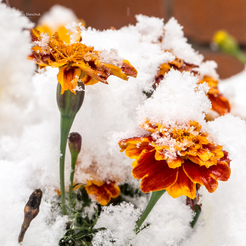 Первый снег, цветок, осень - Денис Шевчук