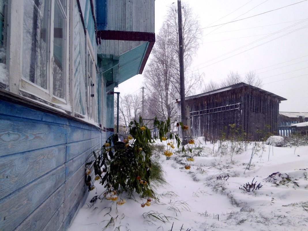 "Золотые шары" не ждали снега в начале октября - Николай Туркин 