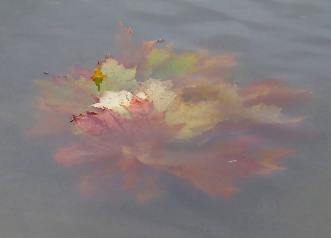 Осенний букет под водой - Вера Щукина