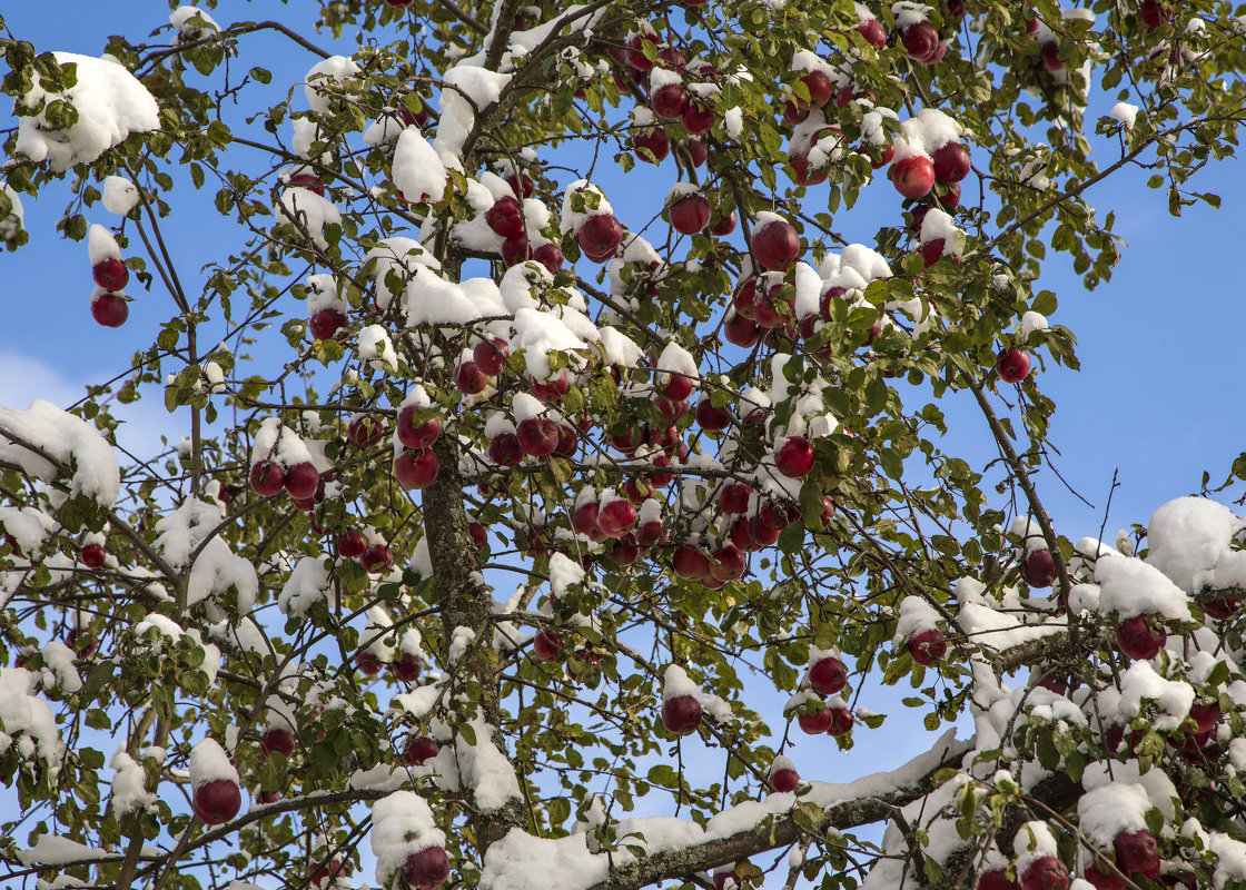 Яблоки в снегу..... - Сергей Израилев