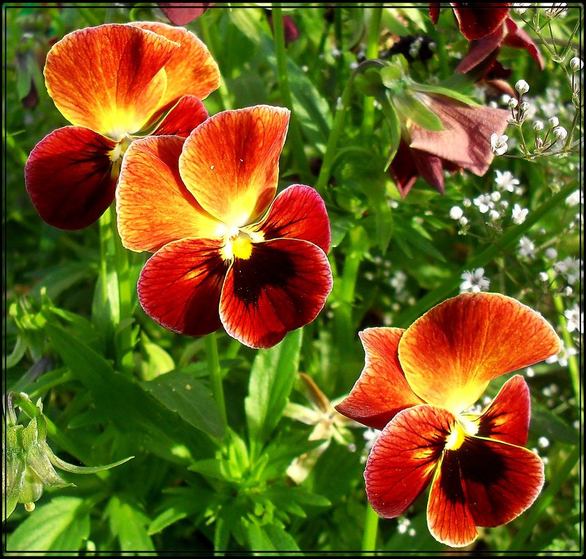 осенние цветы - victor leinonen