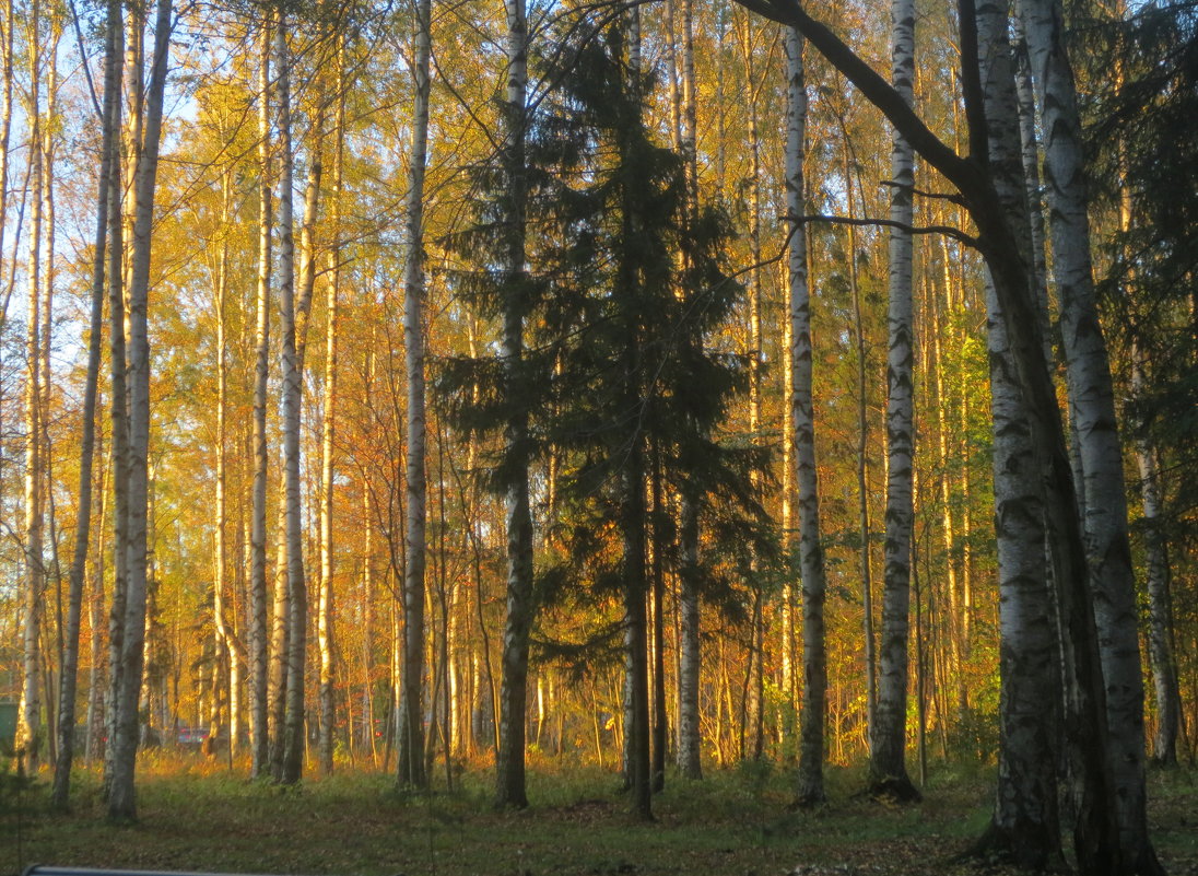 лес на закате дня - Елена 