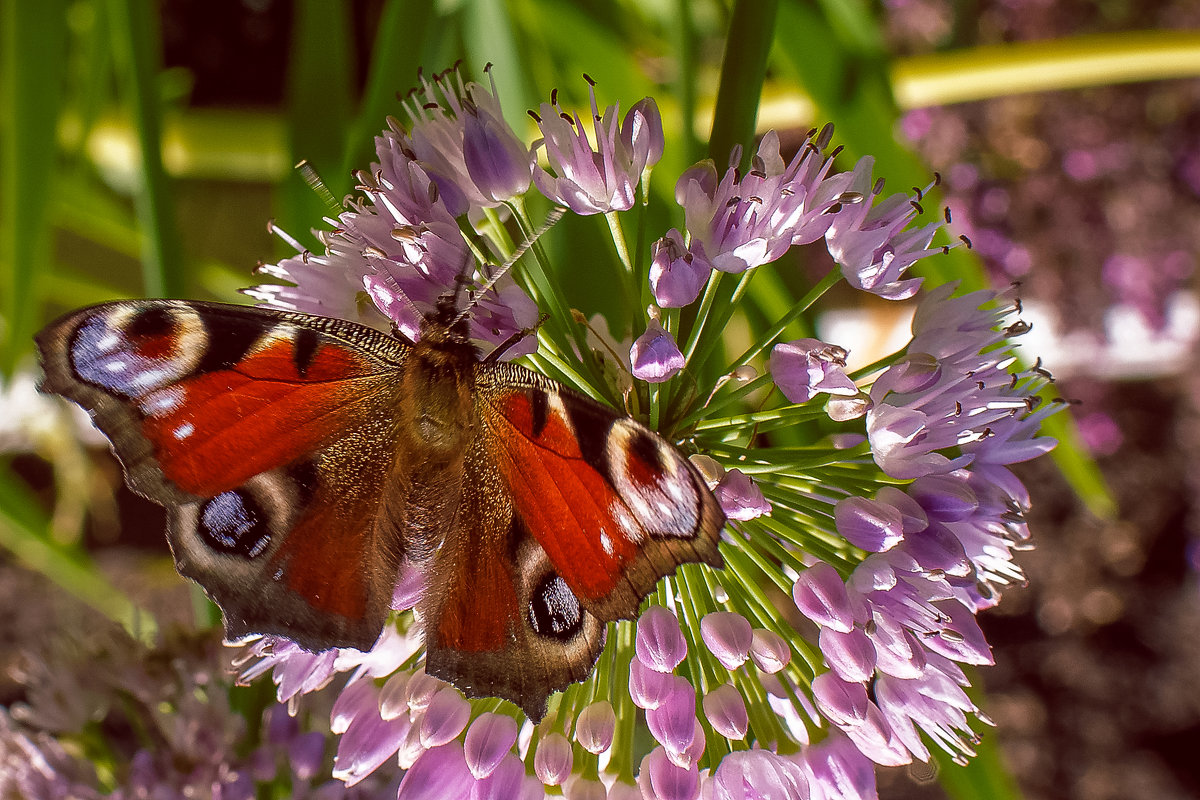Бабочка на цветущем луке - Михаил Аверкиев