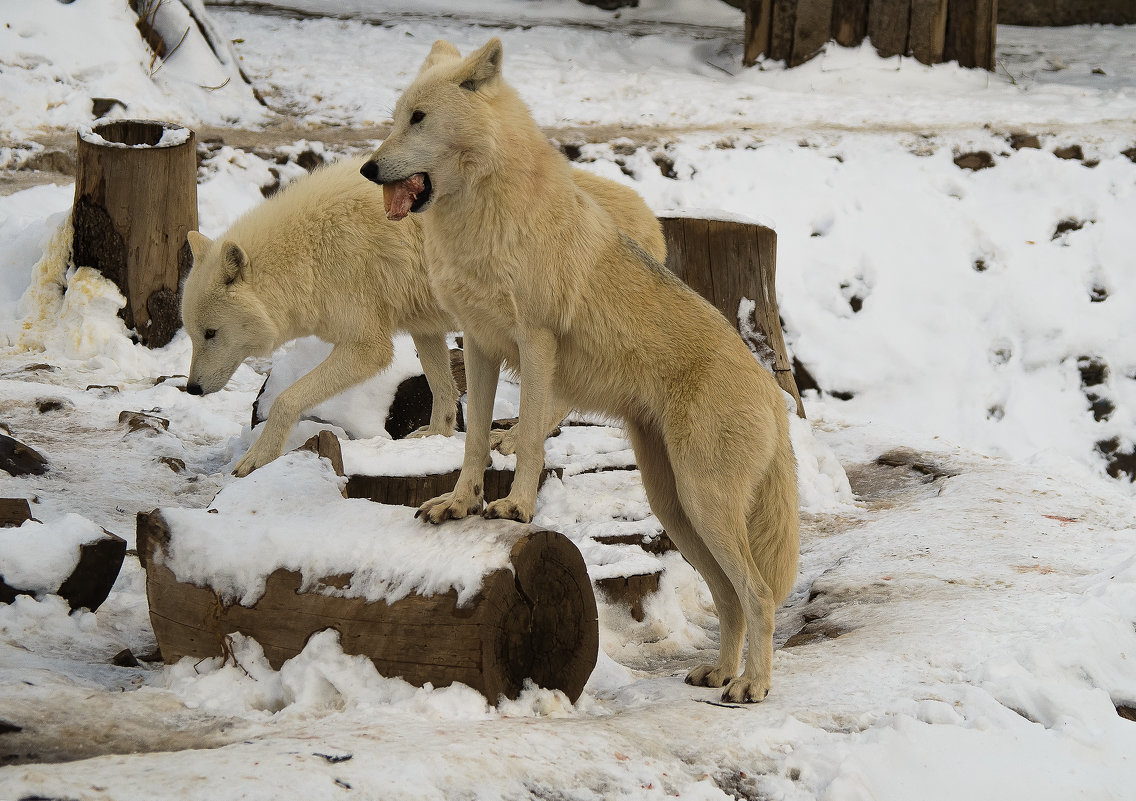 Полярные волки на первом снегу - Владимир Максимов