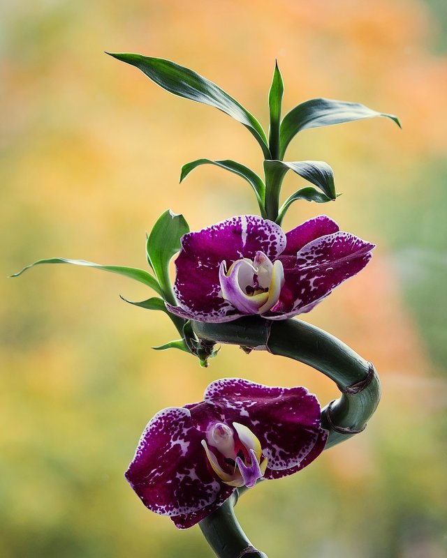 Орхидея на бамбуке - Ирина Приходько