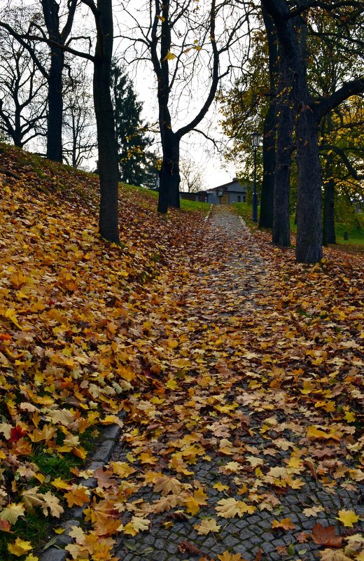 На ковре из жёлтых листьев... - Ольга 