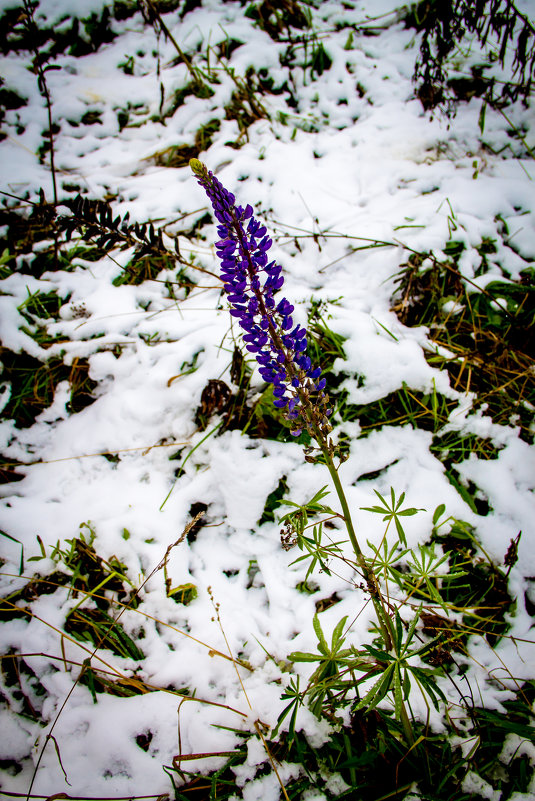 Цветут цветы среди зимы, никто не может их сорвать... - dmitriy-vdv 