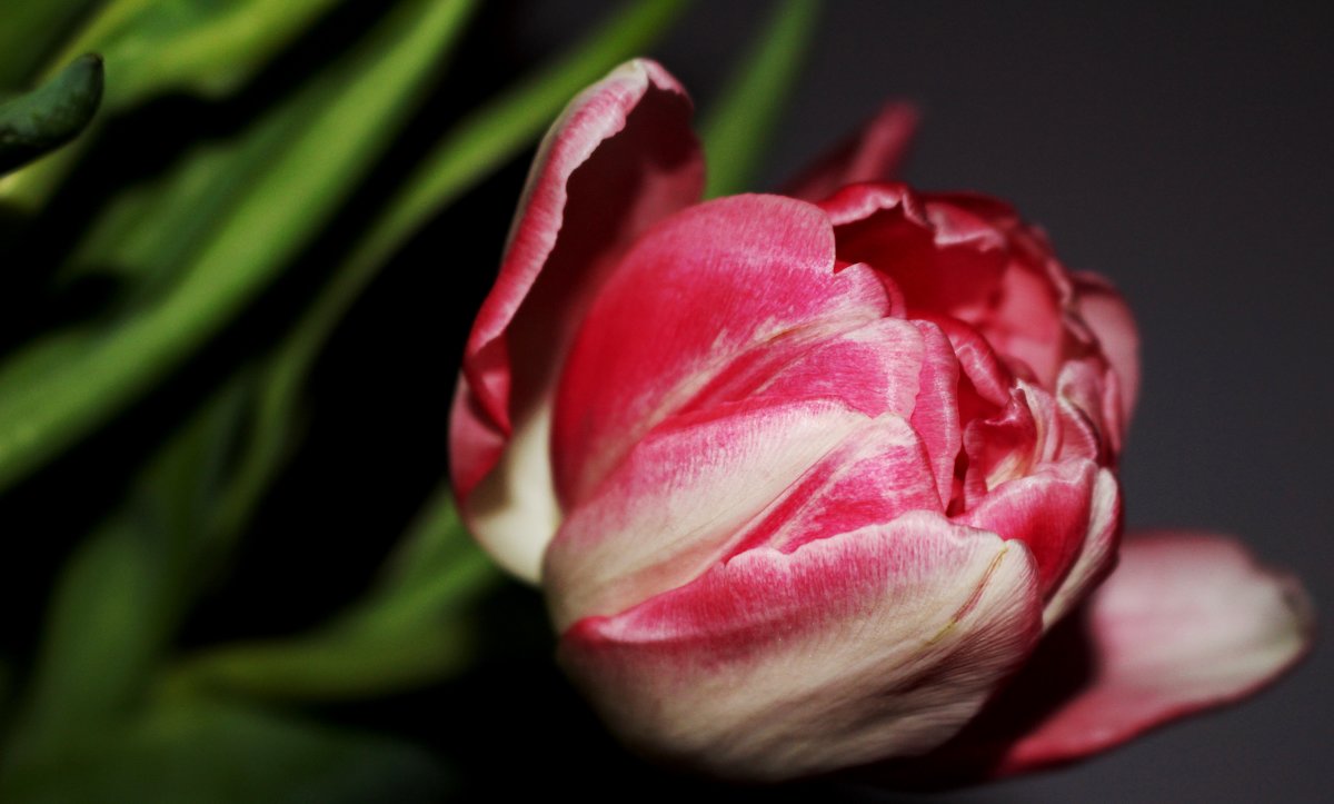 Розовый тюльпан - Татьяна Богачева