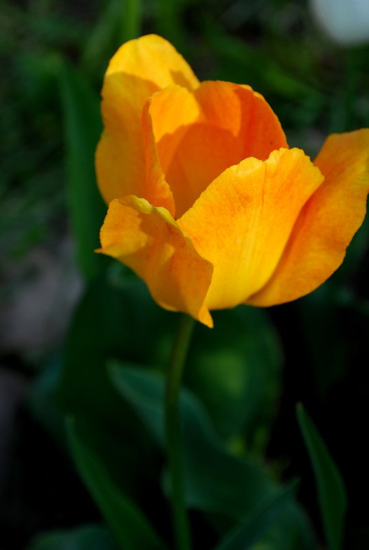 Солнечный тюльпан - Вера (makivera)