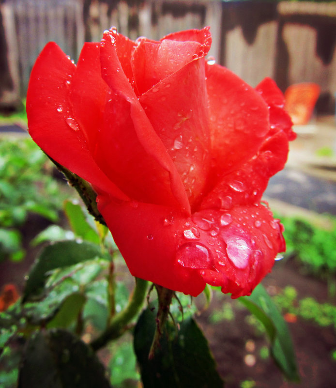 Роза под дождем - Татьяна 