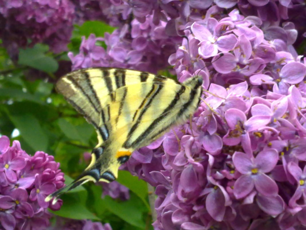 бабочка на сирени - Lidvanna Golubeva