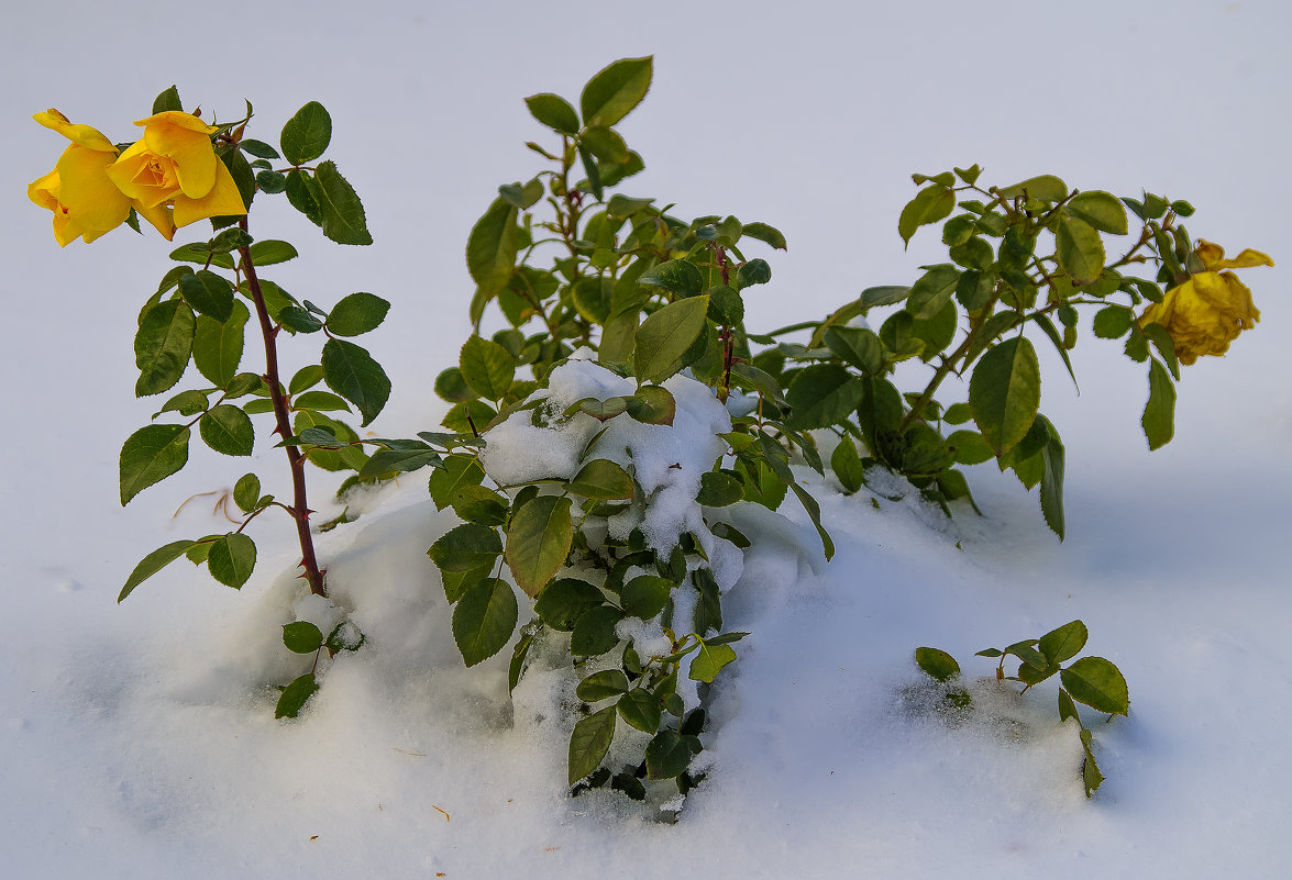 Куст розы укутанный первым снегом - Владимир Максимов