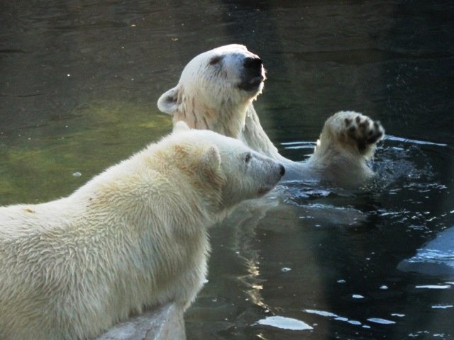 Белые медведи летом - Дмитрий Никитин