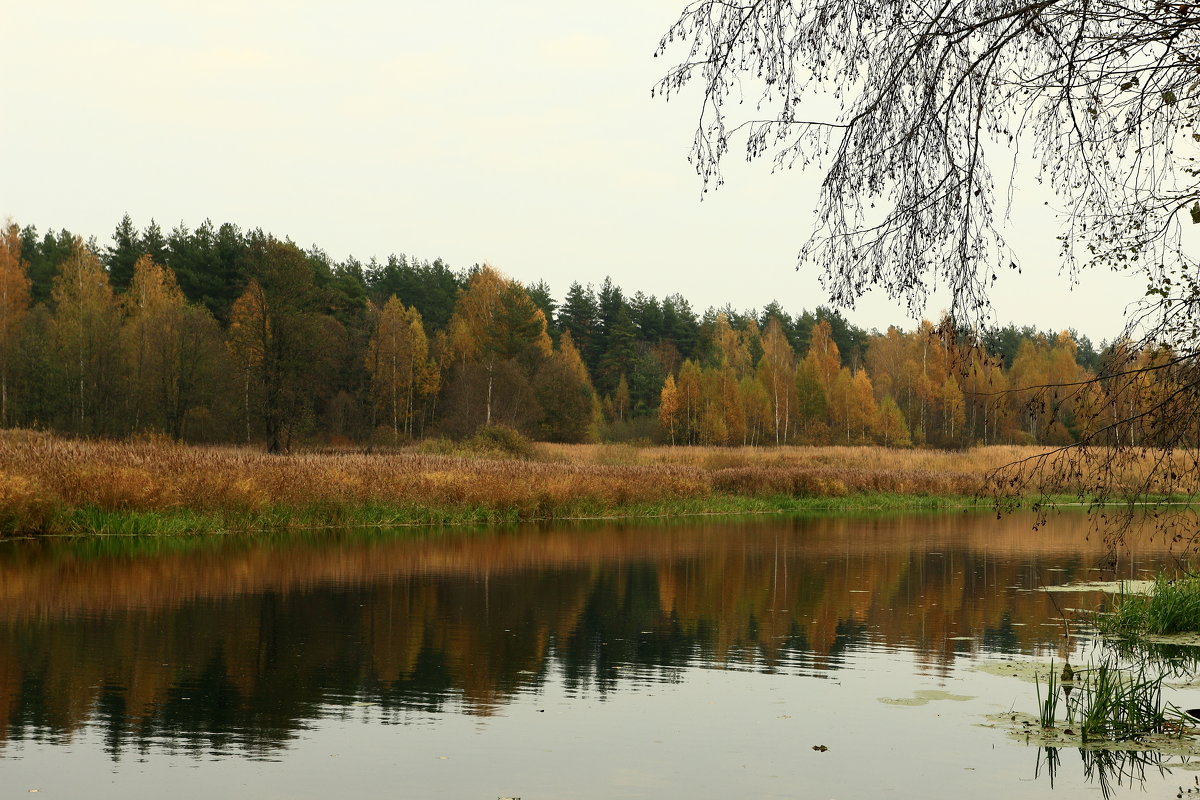 Орша - александр пеньков