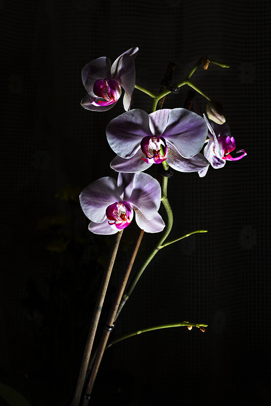 Орхидея - Oleg Akulinushkin