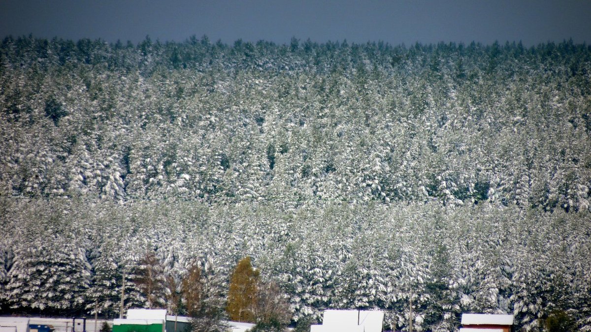 Снежный лес - Nastya. S
