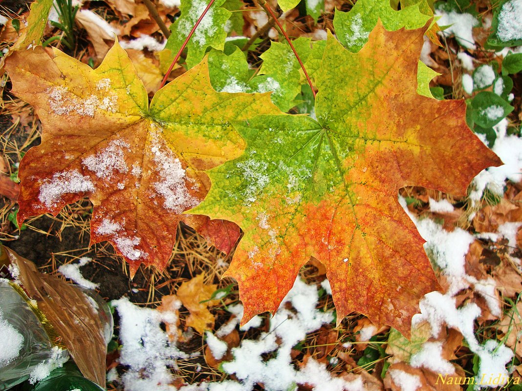Краски осени под снегом - Лидия (naum.lidiya)