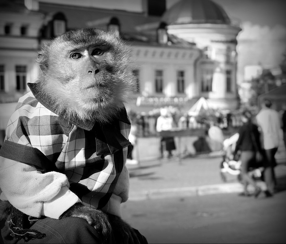 Нелёгок наш труд! - Владимир Шошин