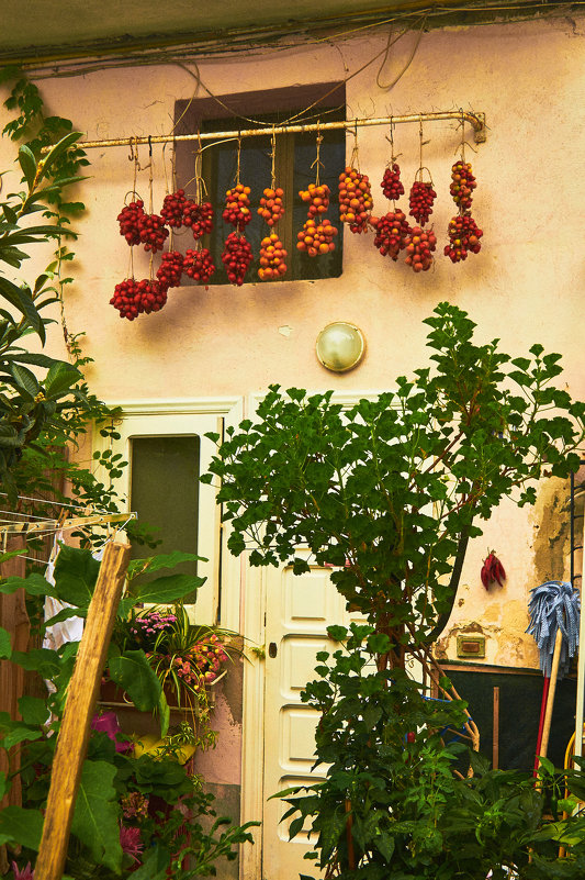 Так сушат помидоры в Италии - Андрей Крючков
