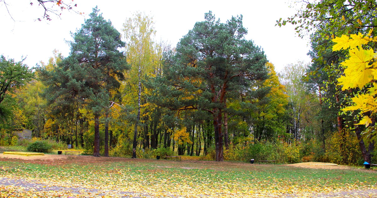 Осень в парке "Ботаника". - Борис Митрохин