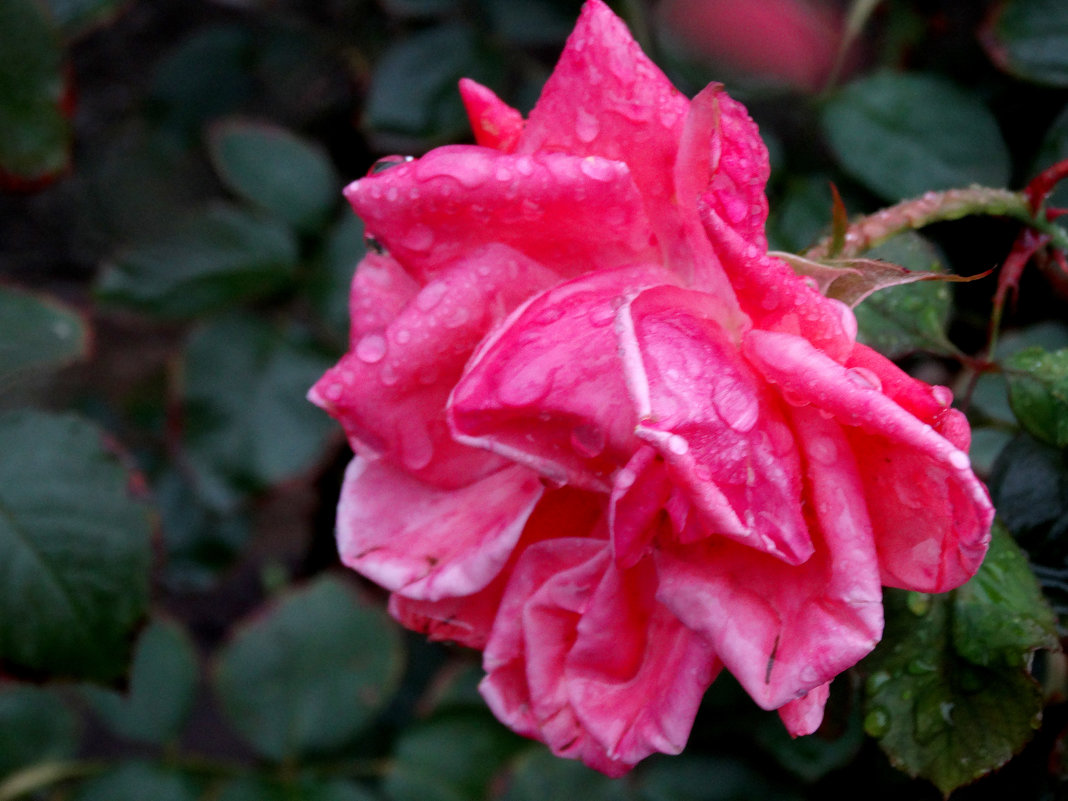 Дождь в октябре и розы... - Тамара (st.tamara)