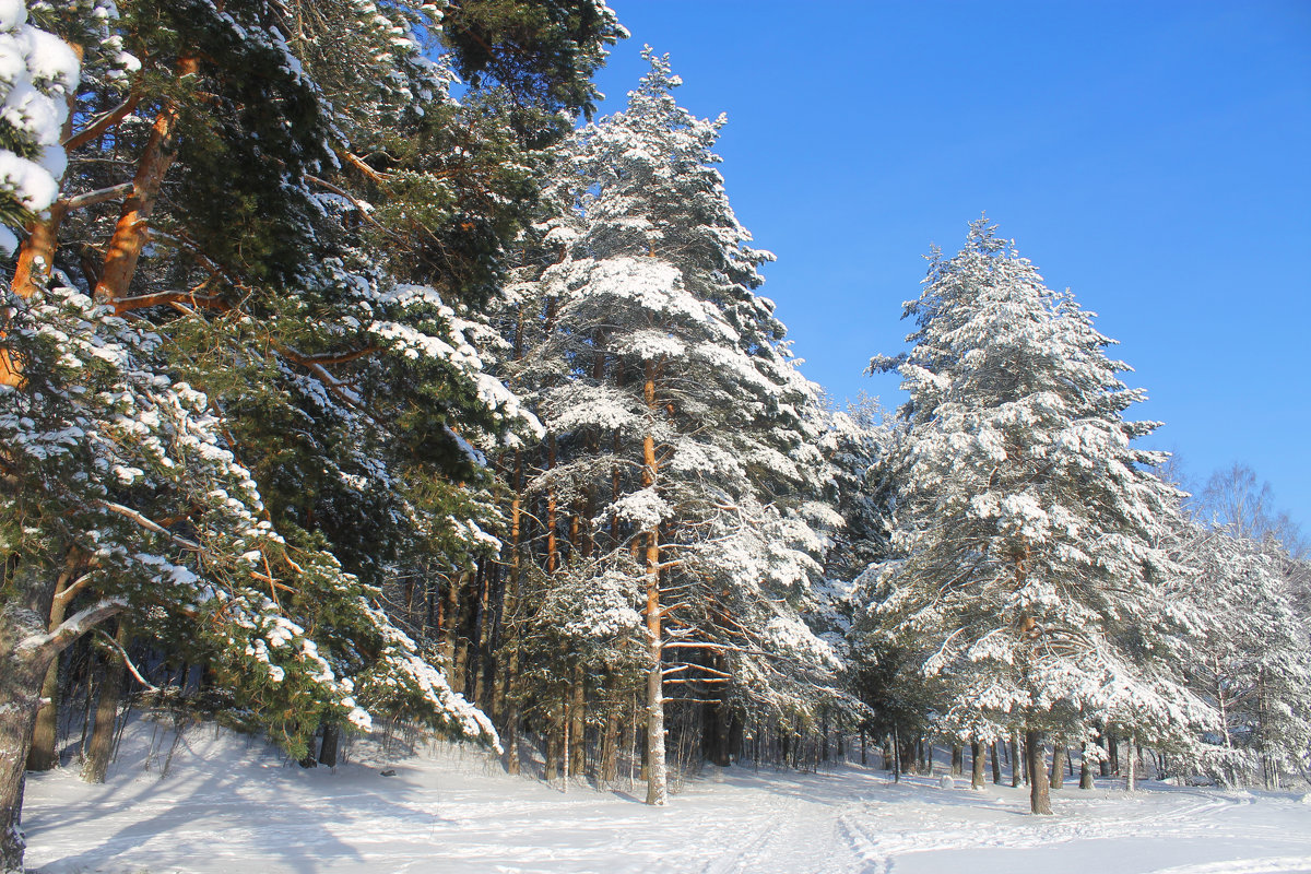Рождественский лес - Арина Зотова