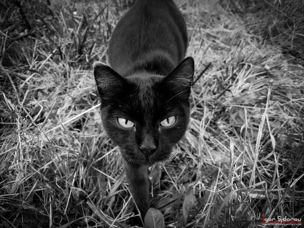 Черный кот - Igor Sidorov