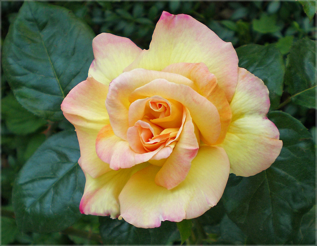 Удивительная роза с двойной серединкой - Эля Юрасова